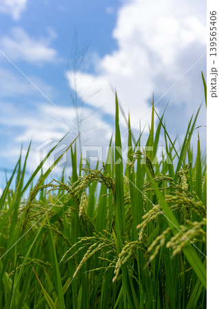 夏空に実る青々とした稲穂 夏空に実る青々とした稲穂 139565406