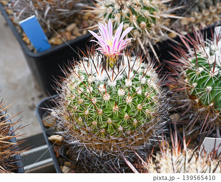 Close-up of a flowering Turbinicarpus cactus Close-up of a flowering Turbinicarpus cactus 139565410