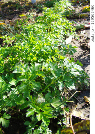 A close-up of parsley growing in the garden       139565460
