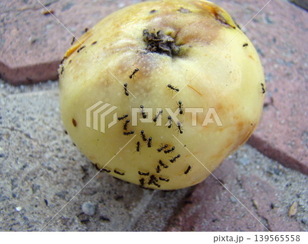 a large number of ants on a ripe apple a large number of ants on a ripe apple 139565558