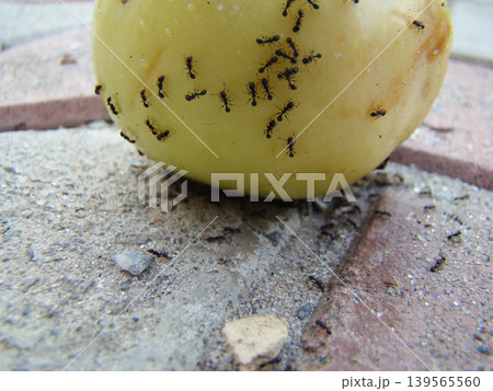 a large number of ants on a ripe apple a large number of ants on a ripe apple 139565560