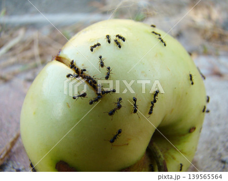 a large number of ants on a ripe apple 139565564