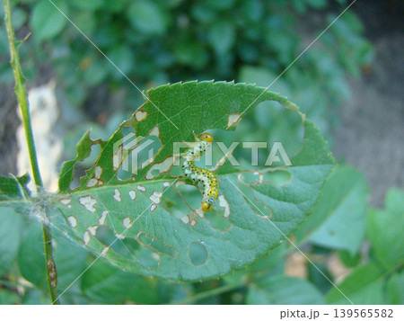 a green caterpillar in the process of eating a plant 139565582