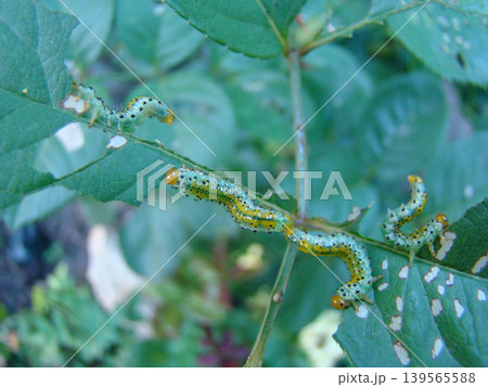 a green caterpillar in the process of eating a plant a green caterpillar in the process of eating a plant 139565588