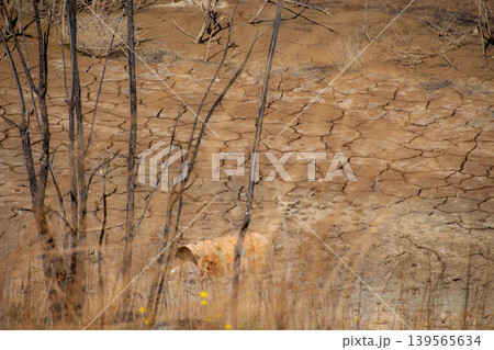 Cracked Earth and Rusty Barrel in Arid Landscape 139565634
