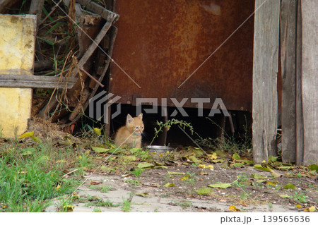 Two homeless kittens are hiding from danger. 139565636