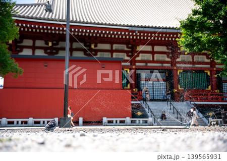 日本の寺院、水浴びするハト 139565931