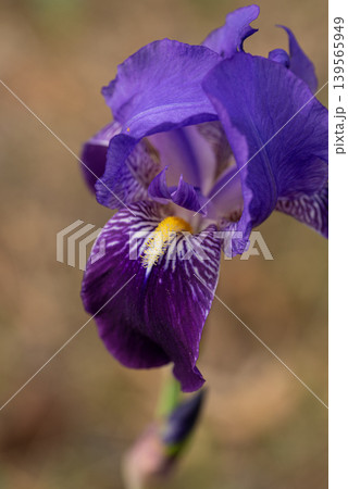Blue Lily Bloom: Close-Up with Soft Background Blur Blue Lily Bloom: Close-Up with Soft Background Blur 139565949