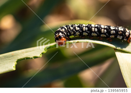 Spotted caterpillar eating a leaf Spotted caterpillar eating a leaf 139565955