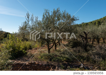 Mediterranean Olive Groves: Aligned Fields in Traditional Agriculture 139565956