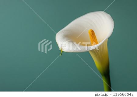 Close-up of a single calla lily showcasing its elegant shape and colors Close-up of a single calla lily showcasing its elegant shape and colors 139566045
