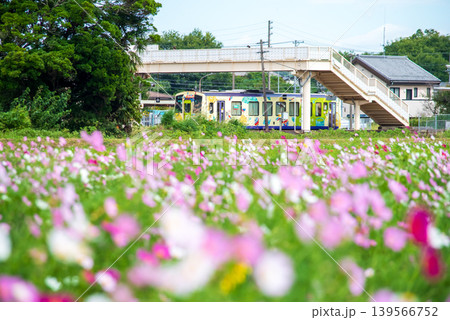 JR関駅を発着する列車とコスモス畑《三重県 亀山市 関町》 JR関駅を発着する列車とコスモス畑《三重県 亀山市 関町》 139566752