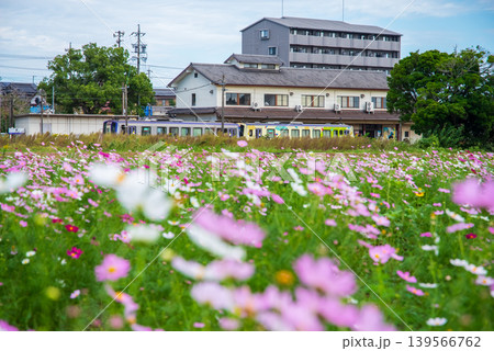 JR関駅を発着する列車とコスモス畑《三重県 亀山市 関町》 JR関駅を発着する列車とコスモス畑《三重県 亀山市 関町》 139566762