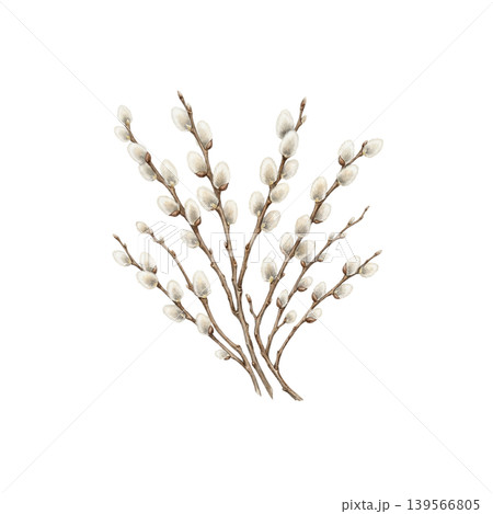 Pussy willow branches with soft fluffy buds spring botanical illustration isolated 139566805