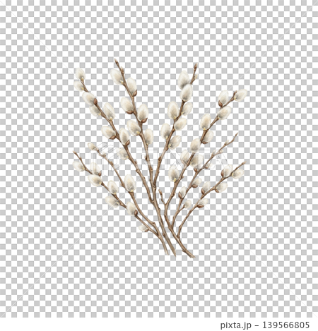 Pussy willow branches with soft fluffy buds spring botanical illustration isolated 139566805