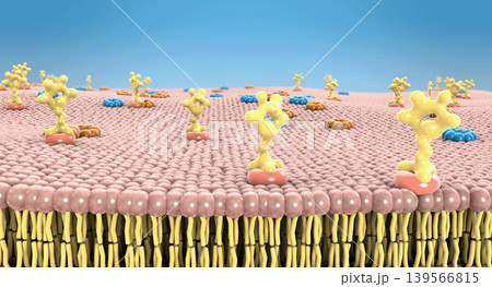 Carbohydrates and protein channels on the human cell membrane - 3d illustration Carbohydrates and protein channels on the human cell membrane - 3d illustration 139566815