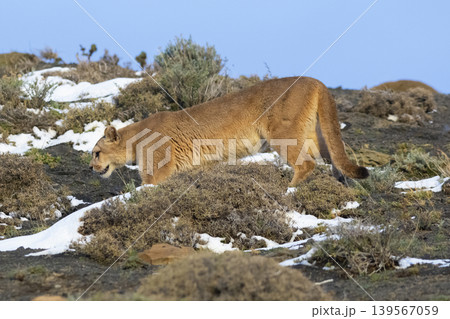 Cougar walking in mountain environment, Torres del Paine National Park, Patagonia, Chile. Cougar walking in mountain environment, Torres del Paine National Park, Patagonia, Chile. 139567059