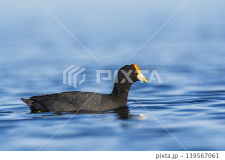 White winged coot, La Pampa province, Patagonia, Argentina. 139567061