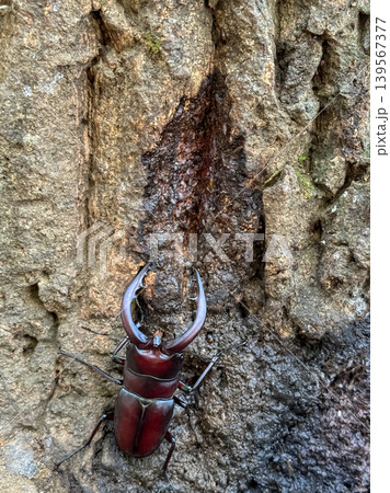 樹液を吸うノコギリクワガタの接写_縦 樹液を吸うノコギリクワガタの接写_縦 139567377