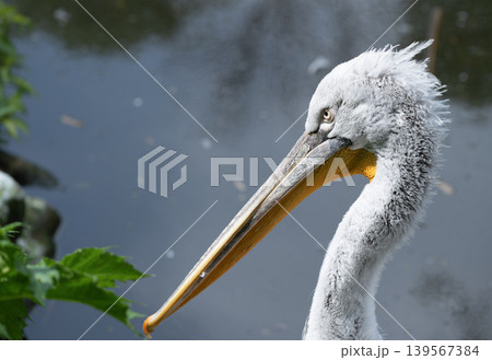 Close Up Portrait of White Pelican by Water Close Up Portrait of White Pelican by Water 139567384