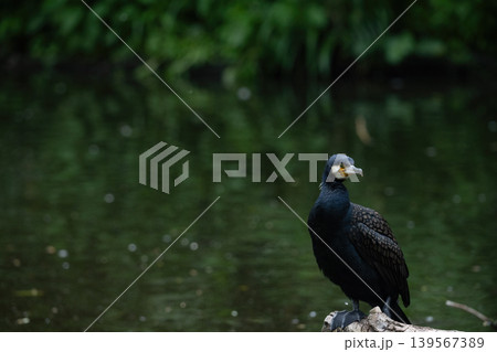 Black Cormorant Standing on Log Near Water Black Cormorant Standing on Log Near Water 139567389