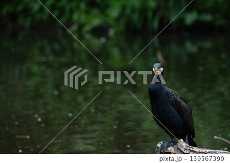 Black Cormorant Standing on Log Near Water 139567390