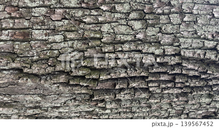 Old bark tree texture. Natural wood surface pattern, old tree skin Old bark tree texture. Natural wood surface pattern, old tree skin 139567452