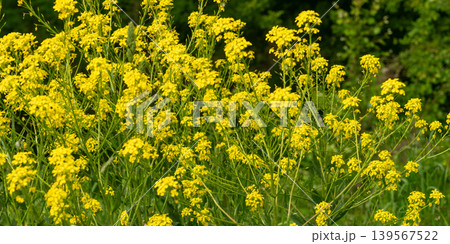 Turkish wartycabbage yellow wild flowers Bunias orientalis, hill mustard or turkish rocket flowers 139567522