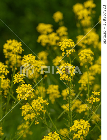 Turkish wartycabbage yellow wild flowers Bunias orientalis, hill mustard or turkish rocket flowers 139567523