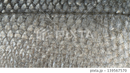 Fish scales texture background, sea bass skin close up, macro shot of silver labrax scale Fish scales texture background, sea bass skin close up, macro shot of silver labrax scale 139567570