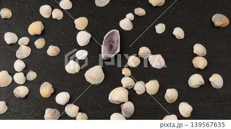 Seashell pattern top view. Sea shells textured background Seashell pattern top view. Sea shells textured background 139567635