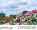 山下公園のバラと氷川丸 139568286