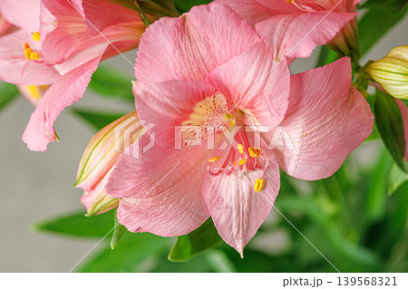 pink alstroemeria flower, Lily of the Incas, in vase on isolated white background pink alstroemeria flower, Lily of the Incas, in vase on isolated white background 139568321