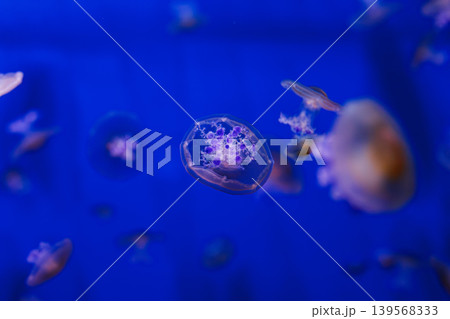 underwater photos of Mediterranean jellyfish, Cotylorhiza tuberculata underwater photos of Mediterranean jellyfish, Cotylorhiza tuberculata 139568333