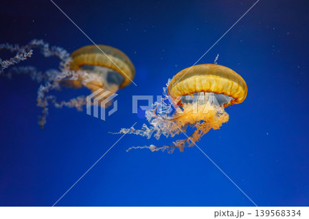 underwater photos of jellyfish chrysaora fuscescens jellyfish pacific sea nettle underwater photos of jellyfish chrysaora fuscescens jellyfish pacific sea nettle 139568334