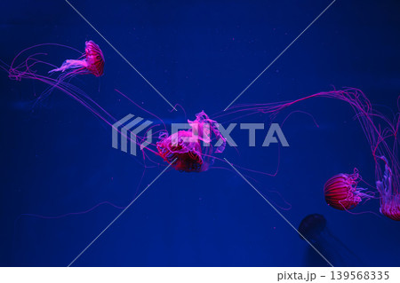 underwater photos of jellyfish chrysaora pacifica jellyfish japanese sea nettle underwater photos of jellyfish chrysaora pacifica jellyfish japanese sea nettle 139568335