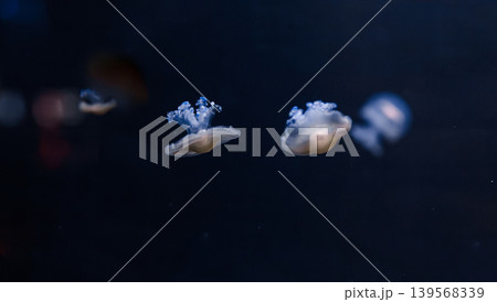 underwater photos of mediterranean jellyfish Cotylorhiza tuberculata 139568339