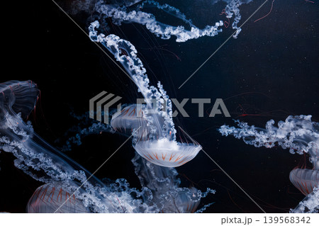 underwater photos of jellyfish chrysaora plocamia south america sea nettle underwater photos of jellyfish chrysaora plocamia south america sea nettle 139568342