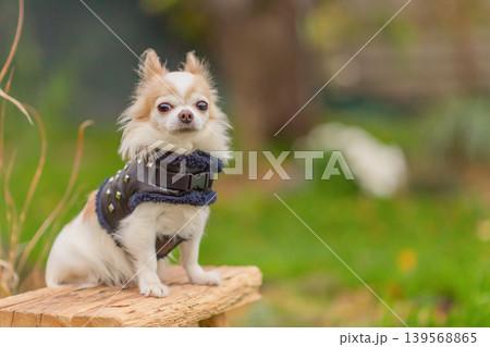 A white and red Chihuahua dog in a vest outdoors. A white and red Chihuahua dog in a vest outdoors. 139568865