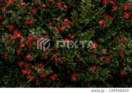 椿の花 一面 椿の花 一面 139568920