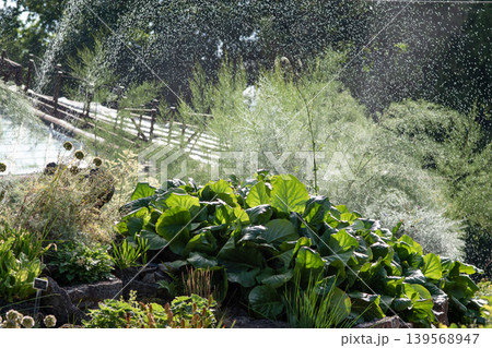 Lush Green Garden Vegetation Under Sprinkling Water 139568947
