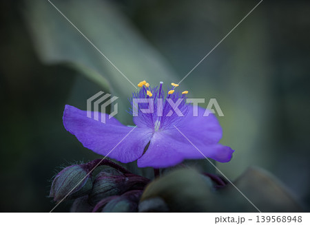 Purple Spiderwort Flower in Macro View Purple Spiderwort Flower in Macro View 139568948