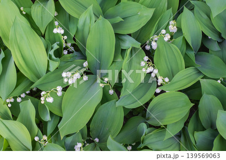 Lush lilies of the valley with white bell-shaped flowers and broad green leaves spring forest groundcover top view Lush lilies of the valley with white bell-shaped flowers and broad green leaves spring forest groundcover top view 139569063