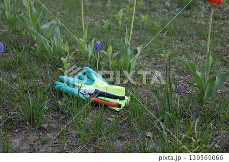 Protective gardening gloves and metal pruners lying on green grass in a spring garden near blooming tulips and muscari flowers 139569066