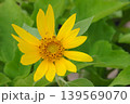 The beautiful yellow flower 139569070