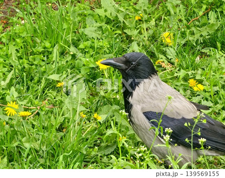 Close-up of a black-breasted Hooded Crow Corvus in a dandelion meadow Close-up of a black-breasted Hooded Crow Corvus in a dandelion meadow 139569155