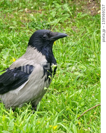Close-up of a hooded crow Corvus against a blurred background of green grass Close-up of a hooded crow Corvus against a blurred background of green grass 139569157