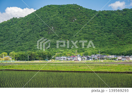 近江平野の水田から望む箕作山 滋賀県東近江市 近江平野の水田から望む箕作山 滋賀県東近江市 139569293