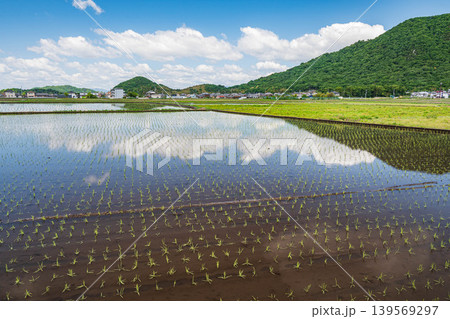 田植えを終えた田んぼ 滋賀県東近江市 田植えを終えた田んぼ 滋賀県東近江市 139569297