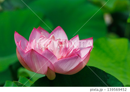 美しい蓮の花 139569452